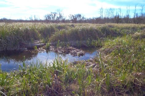 Día Mundial de los Humedales: la Municipalidad de Escobar organizará una jornada de concientización sobre el cuidado del medioambiente