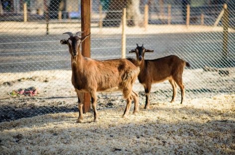 La Granja Educativa Don Benito reabre sus puertas este miércoles con protocolos de bioseguridad, reservas previas y visitas guiadas con cupos limitados