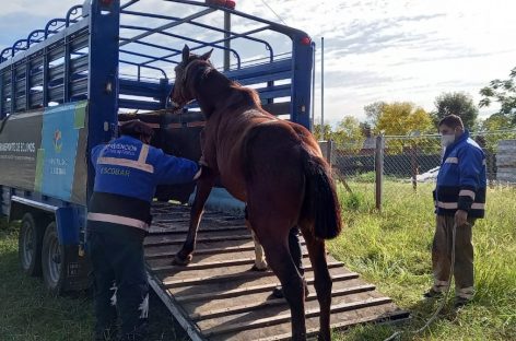 Matheu: rescatan y ponen a resguardo a seis caballos que eran sometidos a maltrato