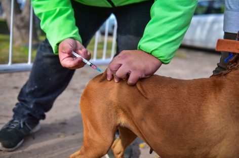 En junio, el Hospital Municipal de Zoonosis Escobar vacunó contra la rabia a más de 2000 mascotas