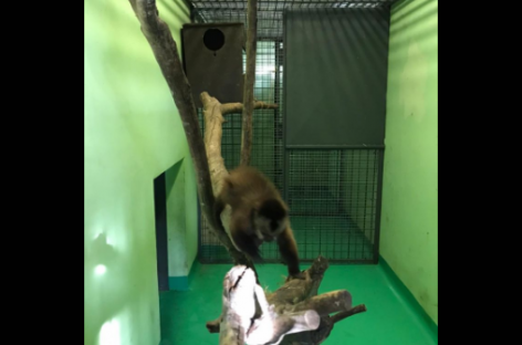 Rescataron en Loma Verde un mono caí, víctima del comercio ilegal de fauna silvestre