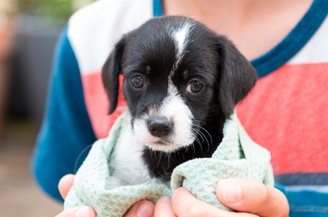 Récord de adopciones: sólo en enero 25 mascotas consiguieron un nuevo hogar a través del portal web del Hospital de Zoonosis de Escobar