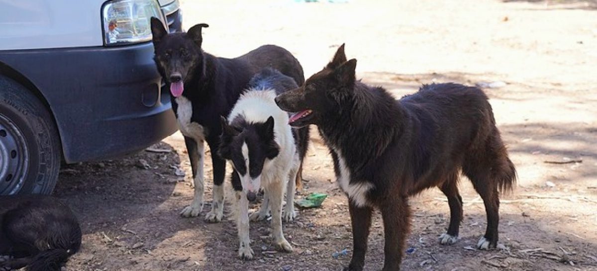 Los perros rescatados en Ingeniero Maschwitz ya están en condiciones de ser adoptados