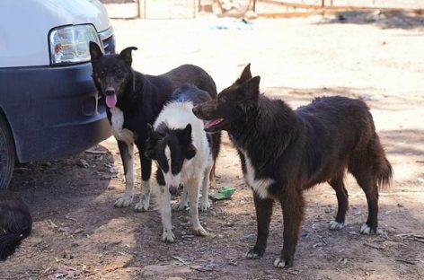 Los perros rescatados en Ingeniero Maschwitz ya están en condiciones de ser adoptados