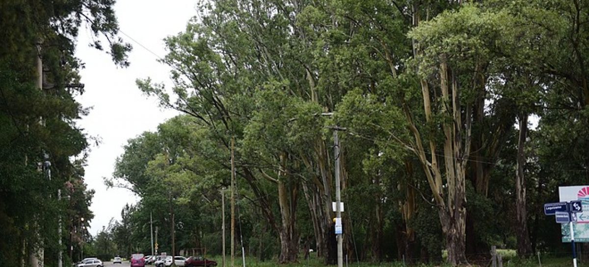 Loma Verde: se preservarán los 228 árboles del predio donde se harán viviendas del Plan Procrear