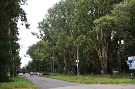 Loma Verde: se preservarán los 228 árboles del predio donde se harán viviendas del Plan Procrear