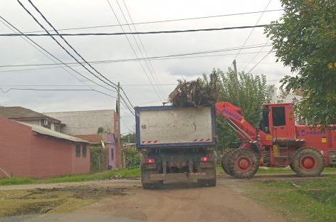 Recolección de ramas: cronograma para esta semana