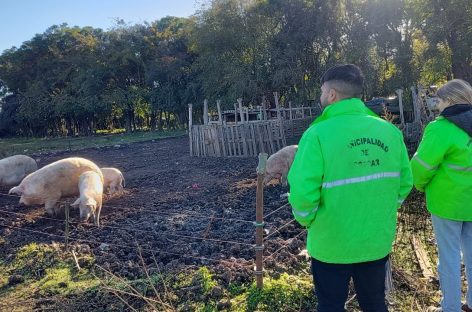 La Municipalidad de Escobar clausuró un criadero clandestino de cerdos en Matheu