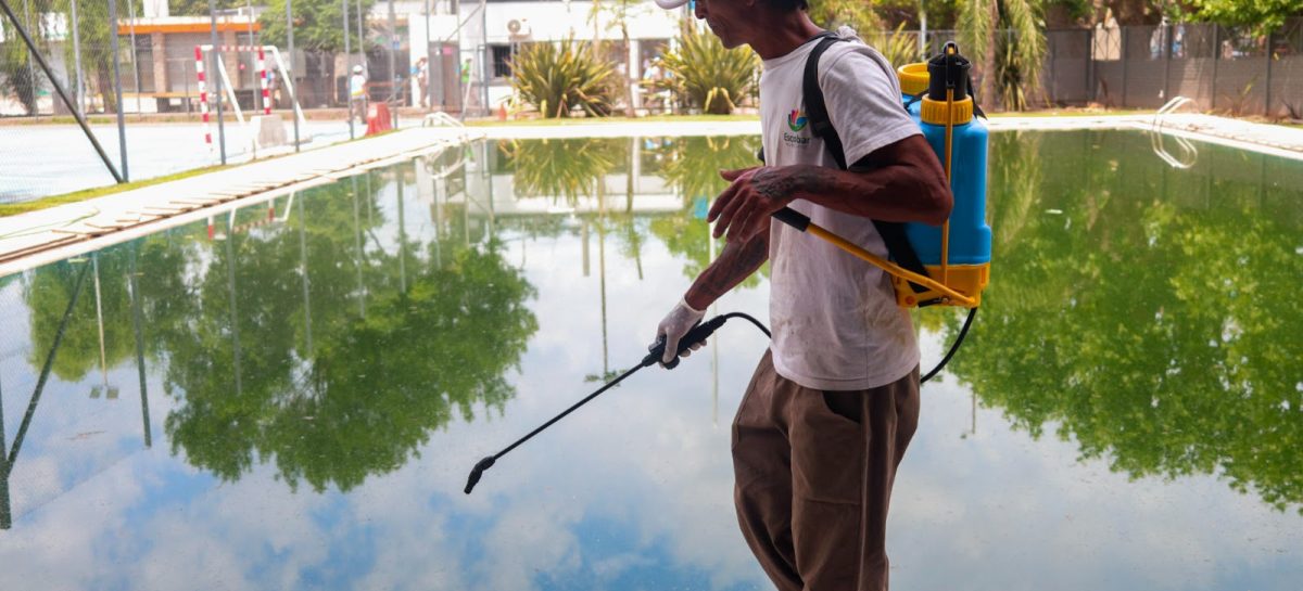 Dengue: consultá el cronograma semanal de bioeliminación de larvas de mosquito