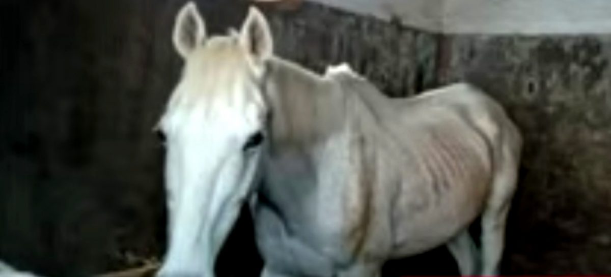 Denuncian un “campo de concentración de caballos” en un club hípico del Haras Santa María de Escobar