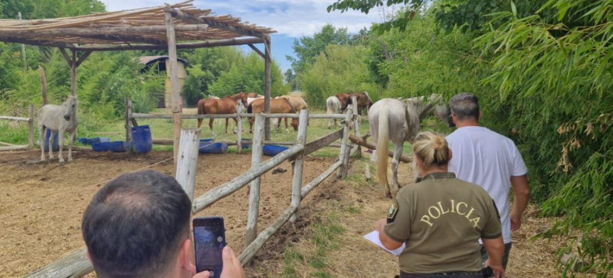 El municipio volvió a intervenir en el caso de los caballos desnutridos en el Haras Santa María: clausura del lugar y contravenciones varias